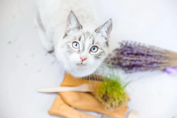 Rozkošná Kočka Podvýživa Portrétu Vegetariánskou Výživou — Stock fotografie