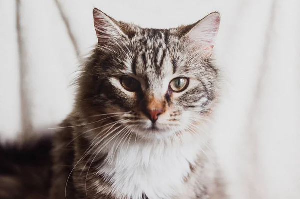 Roztomilá Hnědá Pruhovaná Kočka Která Vás Hledí Vodorovně — Stock fotografie