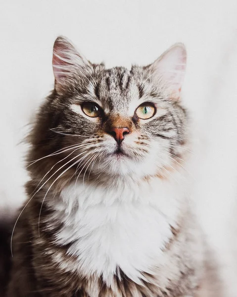 Bonito Marrom Listrado Gato Olhando Para Cima Retrato — Fotografia de Stock