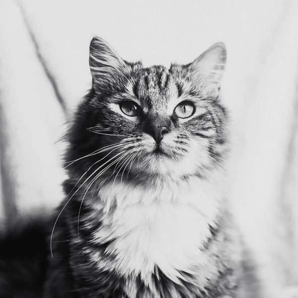 Cute Brown Striped Cat Looking Portrait Black White — Stock Photo, Image