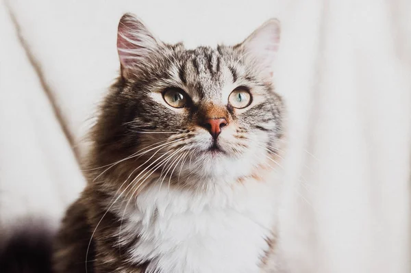 Krásná Hnědá Pruhovaná Kočka Která Dívá Blízký Portrét Vodorovně — Stock fotografie