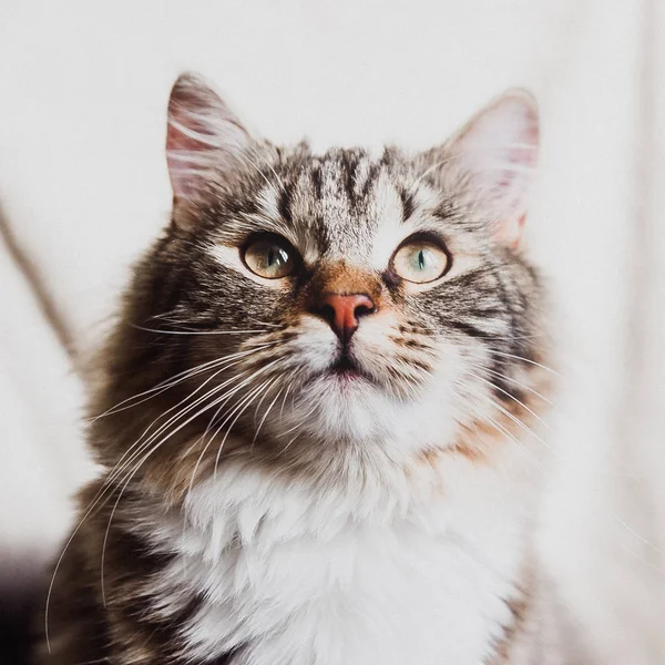 Krásná Hnědá Pruhovaná Kočka Která Dívá Zblízka Portrét — Stock fotografie