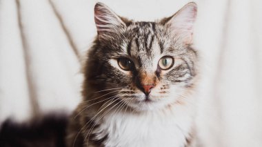 sevimli kahverengi çizgili kedi yakın çekim portre yatay