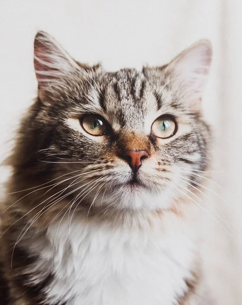 Söt Brun Randig Prideful Katt Porträtt Vertikal — Stockfoto