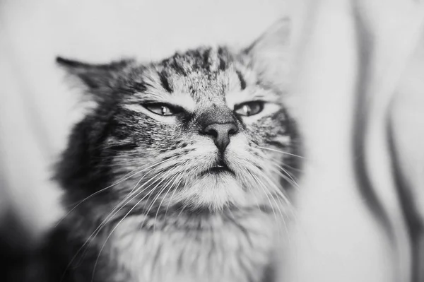 可爱的棕色条纹猫嗅到肖像水平在黑色和白色 — 图库照片
