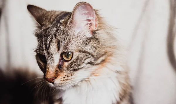 Söt Brun Randig Katt Anständigt Porträtt Horisontellt — Stockfoto