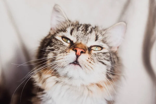 Söt Brun Randig Katt Nöjd Porträtt Horisontellt — Stockfoto