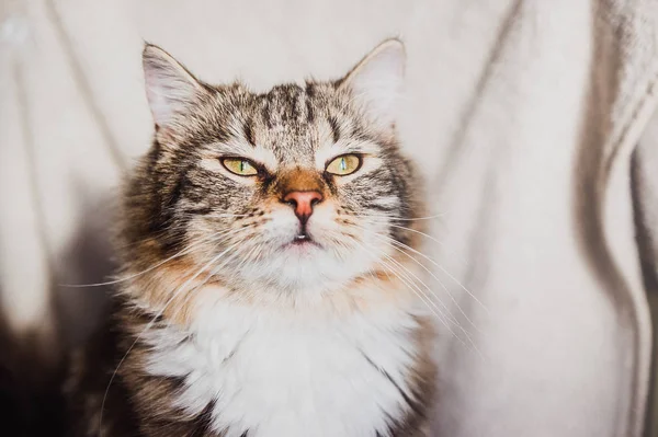 Lindo Marrón Rayas Gato Soñador Retrato Horizontal — Foto de Stock