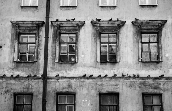 Many Pigeons Cornice House Downtown Saint Petersburg Black White — Stock Photo, Image