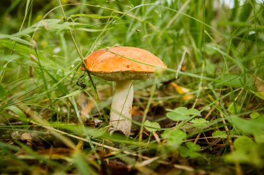 ince yeşil çim enson mantar