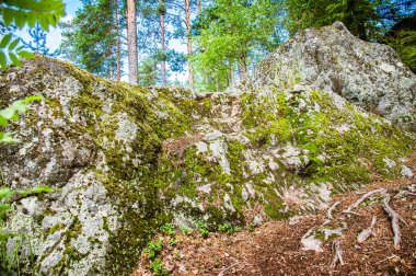 Karelian ormanında antik taş üzerinde liken ve yosun doku