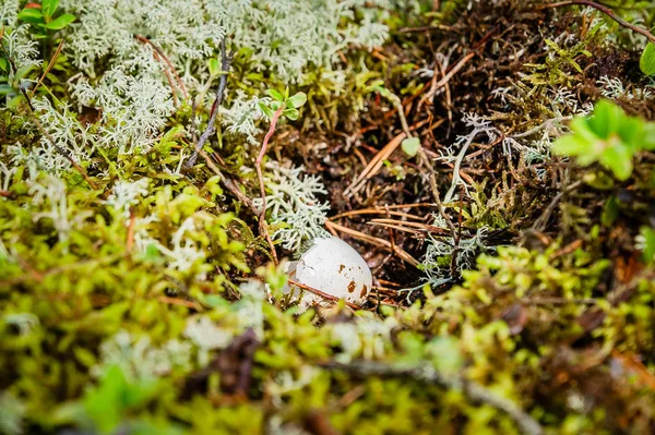 Casca Ovo Pássaro Chão Floresta — Fotografia de Stock