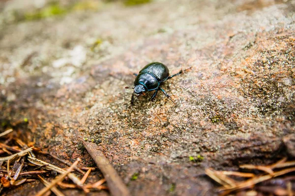 Skalbagge Skogsmarken Närbild — Stockfoto