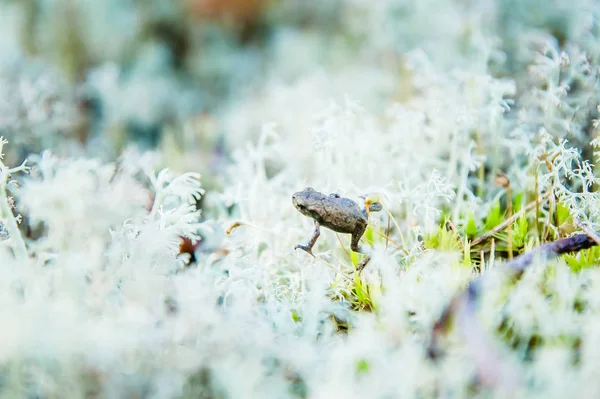 Petite Grenouille Dans Mousse Blanche Forêt Carélienne — Photo