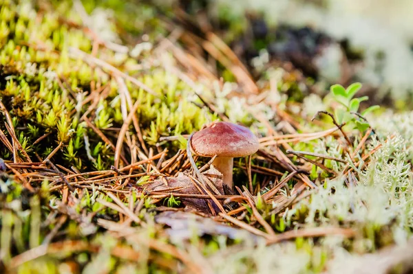 Pequeno Cogumelo Marrom Uma Floresta Ensolarada — Fotografia de Stock