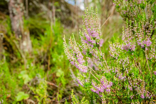 Floração Heather Floresta Verão — Fotografia de Stock