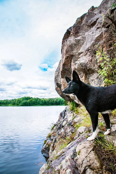 カレリアの湖の上の岩山の犬 — ストック写真