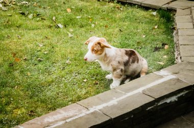 bir çim üzerinde oturan galce corgi hırka bir köpek yavrusu
