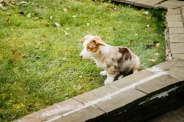 芝生の上に座っているウェールズのコーギーカーディガンの子犬 — ストック写真