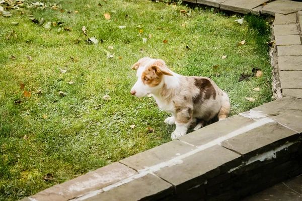 Szczeniak Welsh Corgi Cardigan Siedzi Trawniku — Zdjęcie stockowe