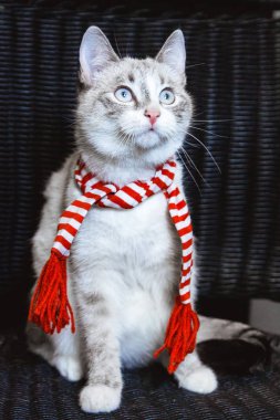 çizgili eşarp sevimli beyaz kedi yakından bakarak, karanlık arka plan