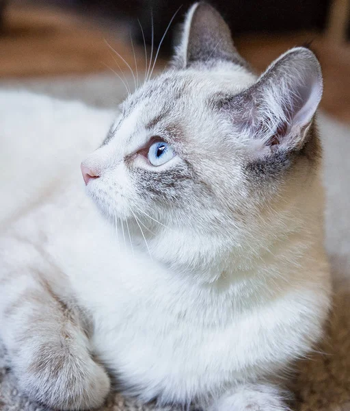 portrait of a white cat with light blue eyes lying on a carpet and looking to the side