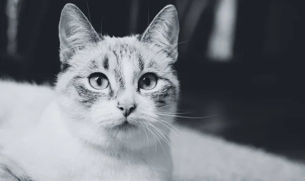 Porträtt Vit Katt Som Ligger Matta Mörk Bakgrund Närbild — Stockfoto