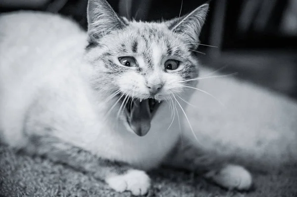 portrait of a white cat lying on a carpet and screaming