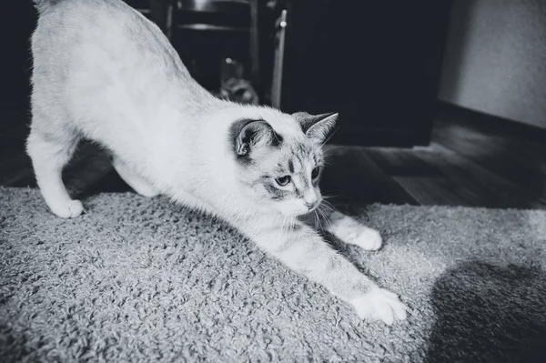 Porträtt Vit Katt Som Sträcker Sig Matta — Stockfoto