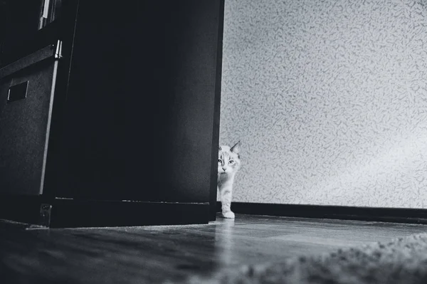 Bílá Kočka Přichází Zpoza Rohu Stojanu — Stock fotografie