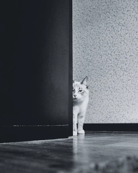 Vit Katt Väntar Bakom Hörnet Ett Rack — Stockfoto