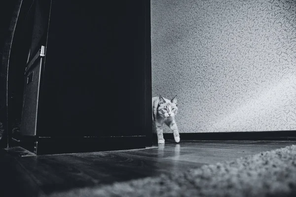 Vit Katt Från Runt Hörnet Ett Rack — Stockfoto