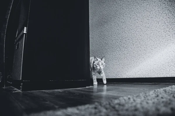 Witte Kat Loopt Van Hoek Van Een Rek — Stockfoto