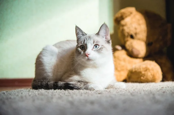 白い猫が横を向いてテディベアを背景にカーペットの上に横たわっています — ストック写真