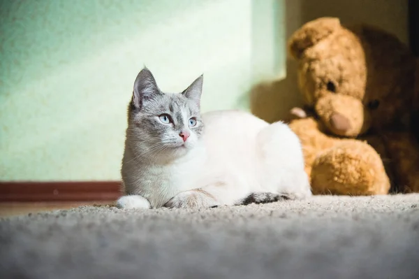 Gato Blanco Acostado Una Alfombra Con Oso Peluche Fondo Mirando — Foto de Stock