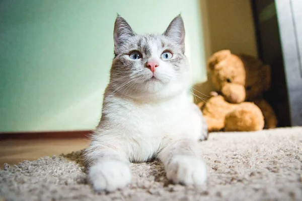 Gato Branco Deitado Tapete Pose Esfinge Olhando Para Cima — Fotografia de Stock