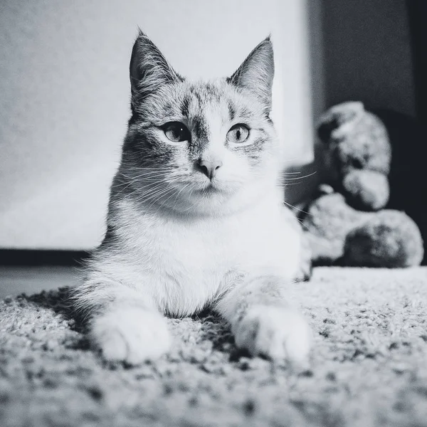 静かで黒と白のスフィンクスの姿をしたカーペットの上に横たわる白い猫 — ストック写真