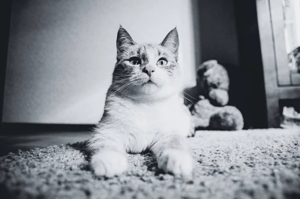 Gato Branco Deitado Tapete Pose Esfinge Olhando Para Cima Preto — Fotografia de Stock