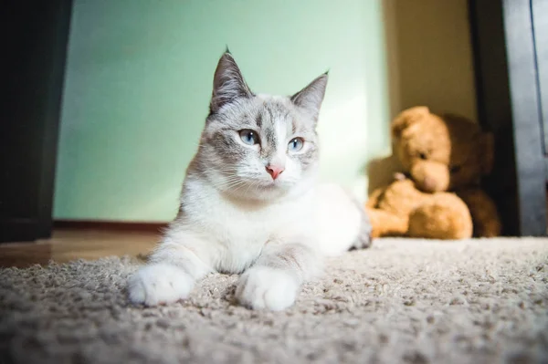 Vit Katt Liggande Matta Pose Sfinxen Tittar Sidan — Stockfoto