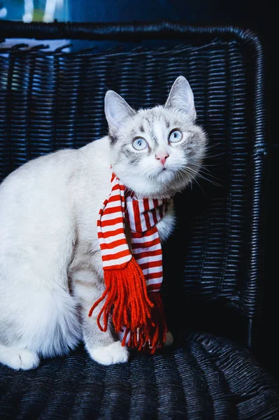 暗い椅子に座っているストライプのスカーフで好奇心旺盛な白猫 — ストック写真