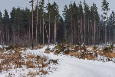 Kış karlı çam ormanına giden eğri yol