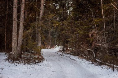 Karlı çam ormanlarında yol