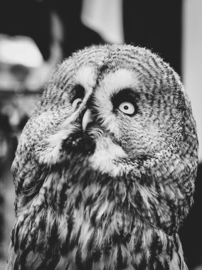 Gökyüzüne bakan büyük gri baykuşun siyah beyaz portresi