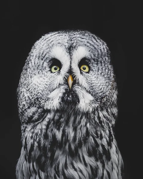 Large Portrait Great Grey Owl Looking Camera — Stock Photo, Image