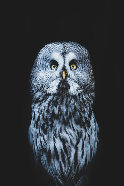 Portrait Great Grey Owl Yellow Eyes Dark Black Background — Stock Photo, Image