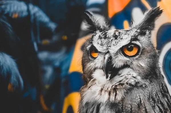 Portrait Great Horned Owl Orange Eyes Open Beak — Stock Photo, Image