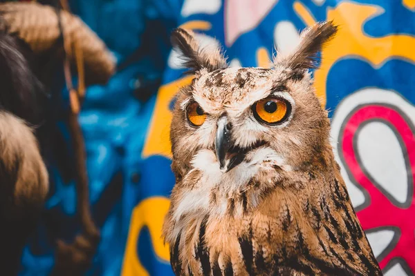 Retrato Uma Grande Coruja Com Olhos Cor Laranja Fundo Colorido — Fotografia de Stock