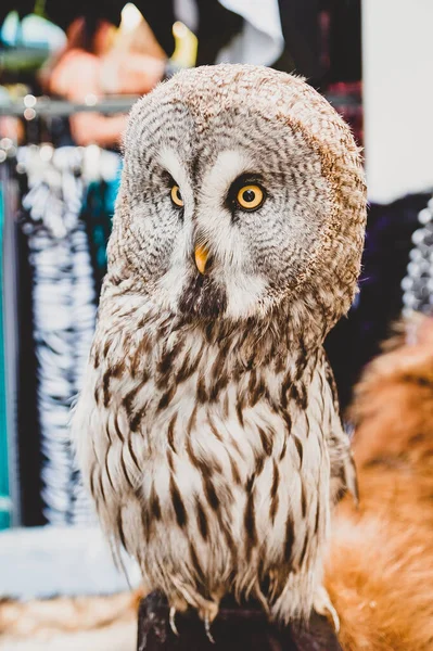 Domestic Great Grey Owl Sits Stump — Stock Photo, Image