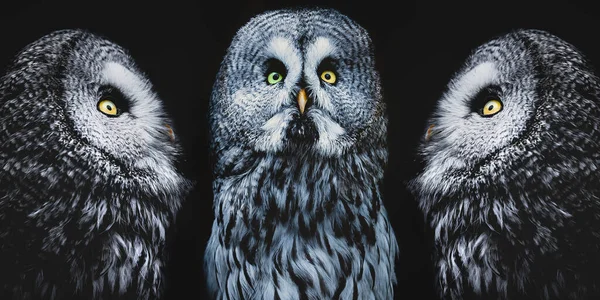 Group Portrait Three Great Grey Owls Black Background — Stock Photo, Image