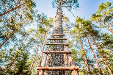 Uzun tahta bir merdiven bir çam ağacına dayanıyor. Ormandaki kampın yaşam koşulları. Extreme Yürüyüş.